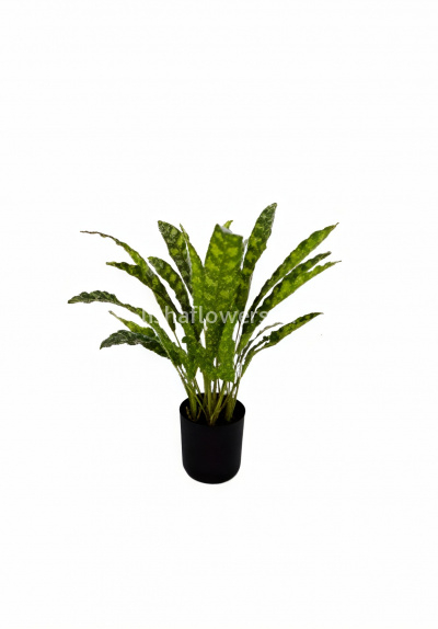 Калатея Лансифолия 50см 30л. Арт.1505-1.5J-30L
